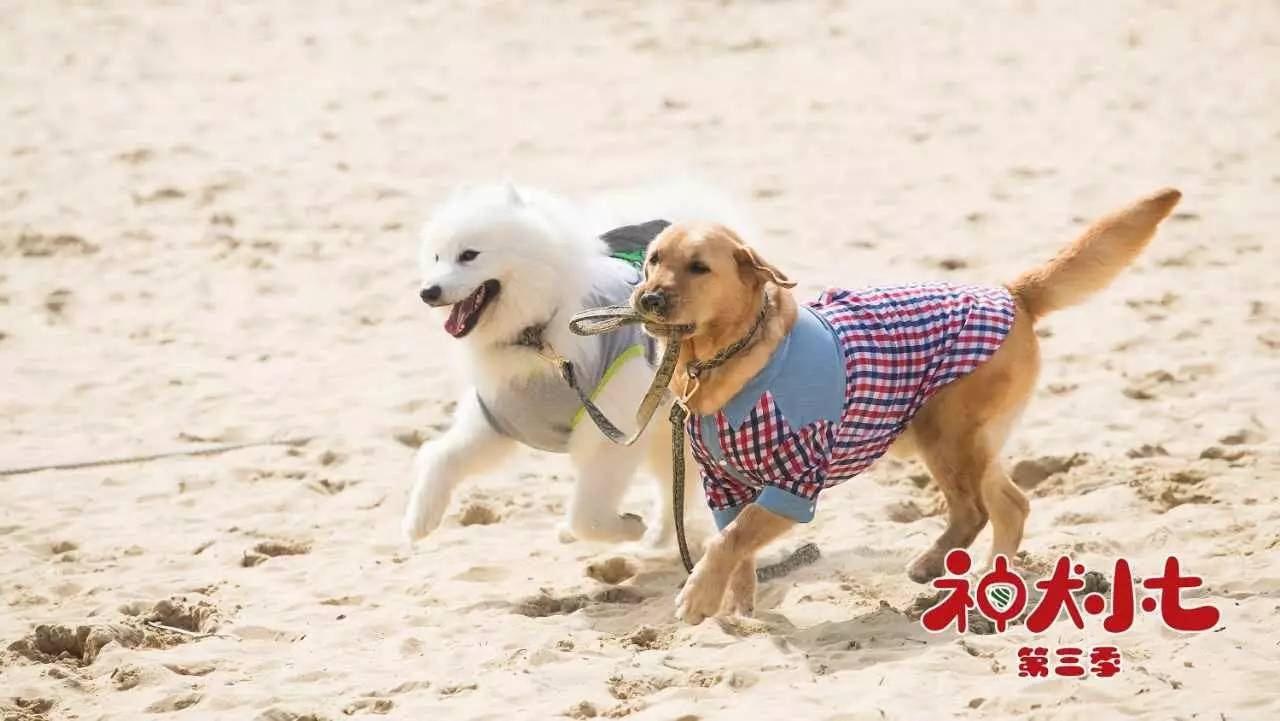 最新神犬，改变犬界格局的传奇品种