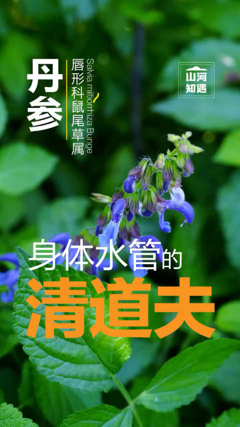 丹参最新价格动态，变化中的价值与学习中的自信成就感