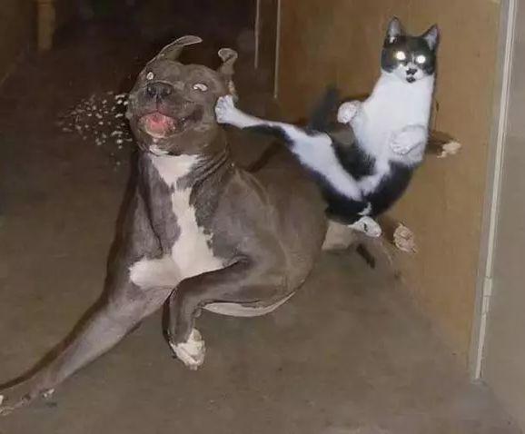 猫咪最新在线，宠物猫的健康与快乐生活指南